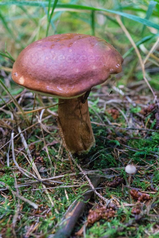 setas del suelo de un bosque foto