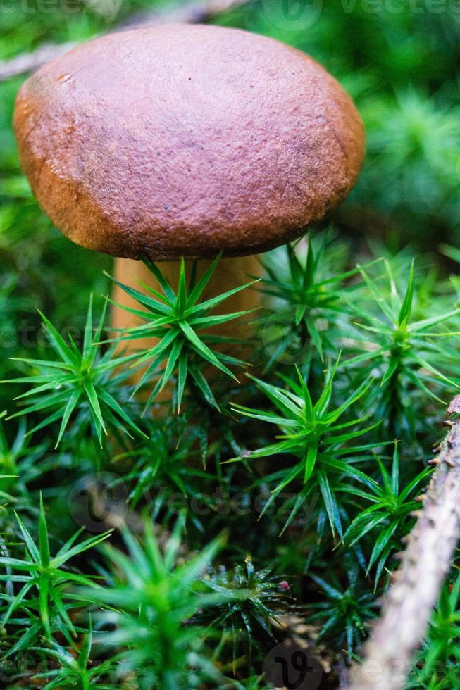 setas del suelo de un bosque foto