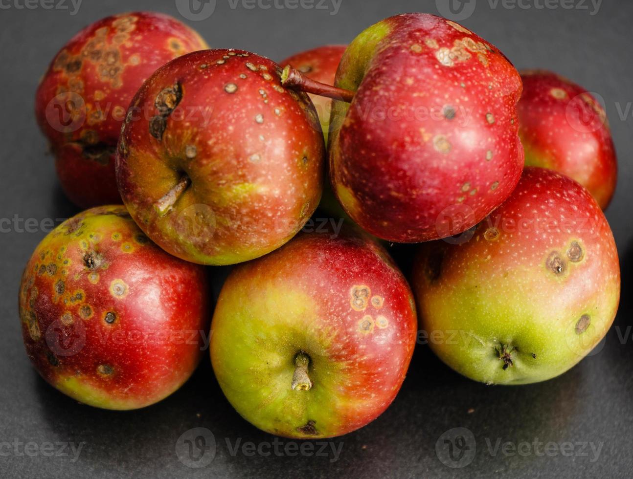 manzanas con enfermedad de la sarna de la manzana foto