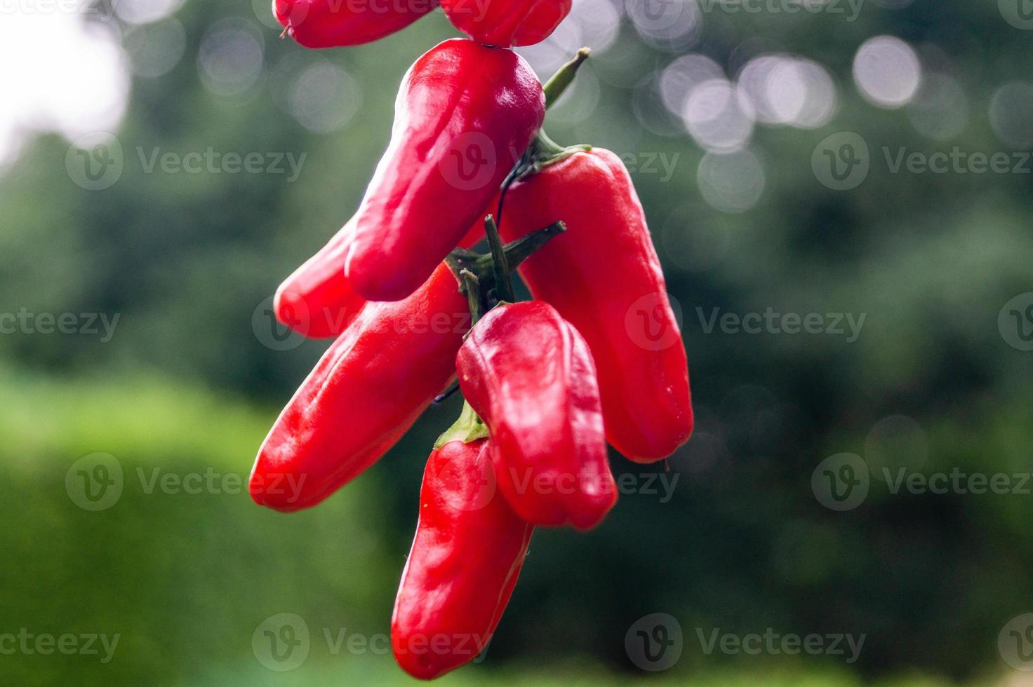 pimiento rojo picante vegetal foto