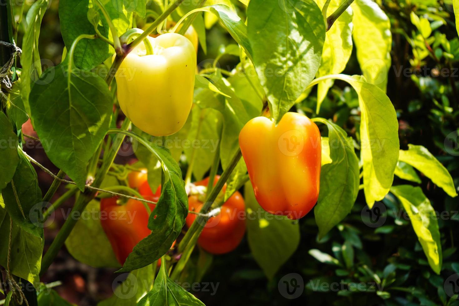 pimiento rojo picante vegetal foto