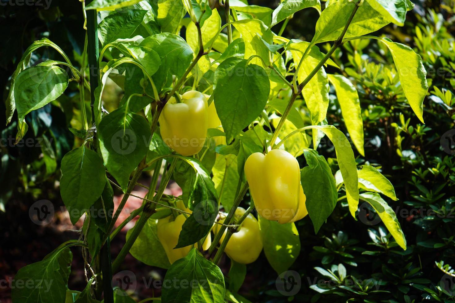 pimiento rojo picante vegetal foto