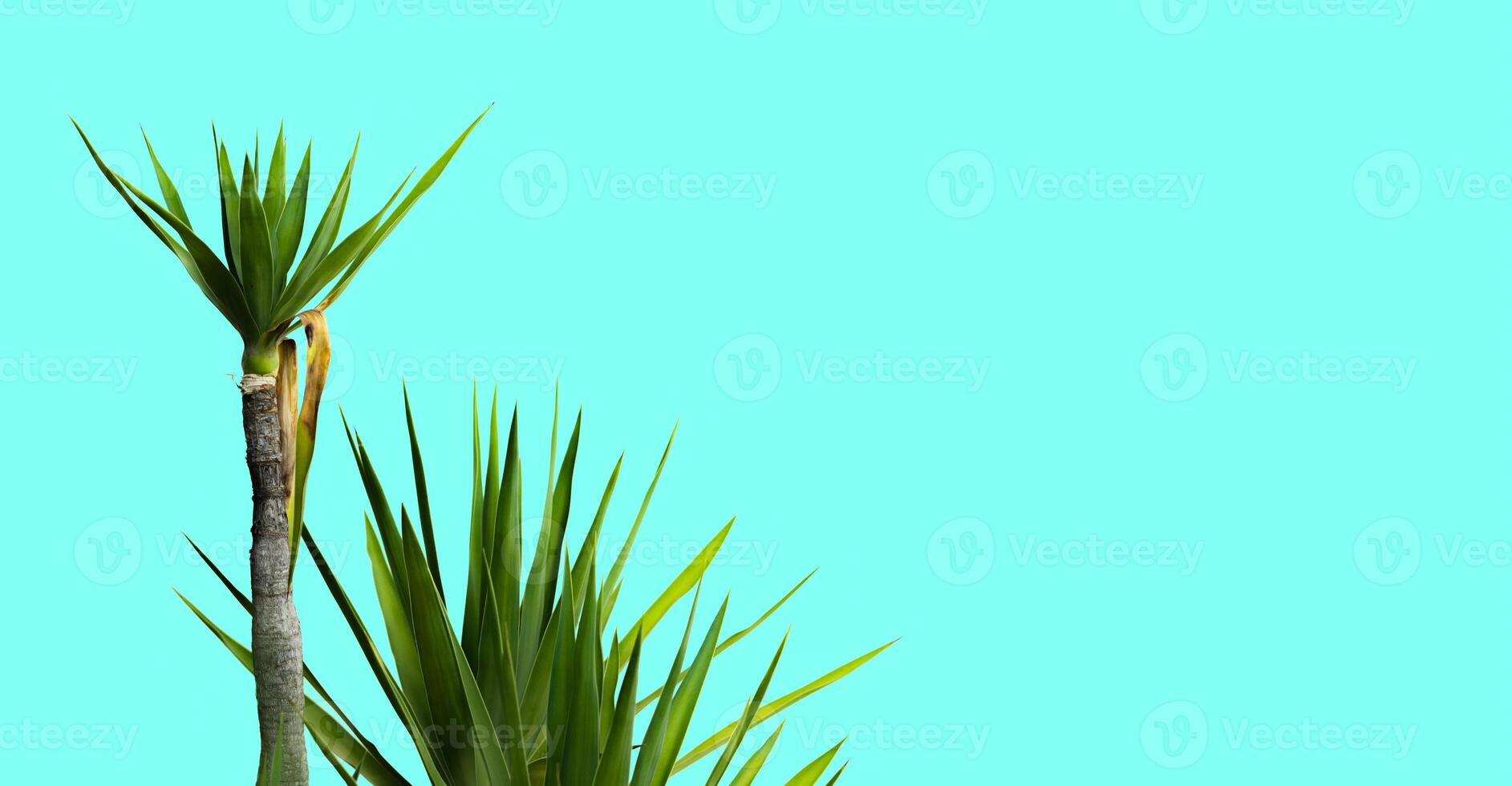 Plants isolated on turquoise background photo