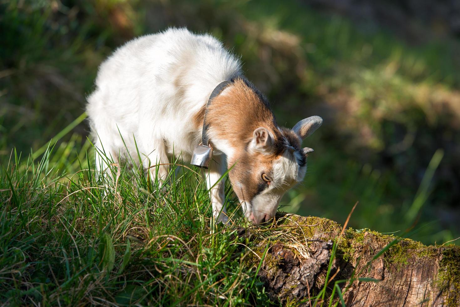 Small goat grazing photo