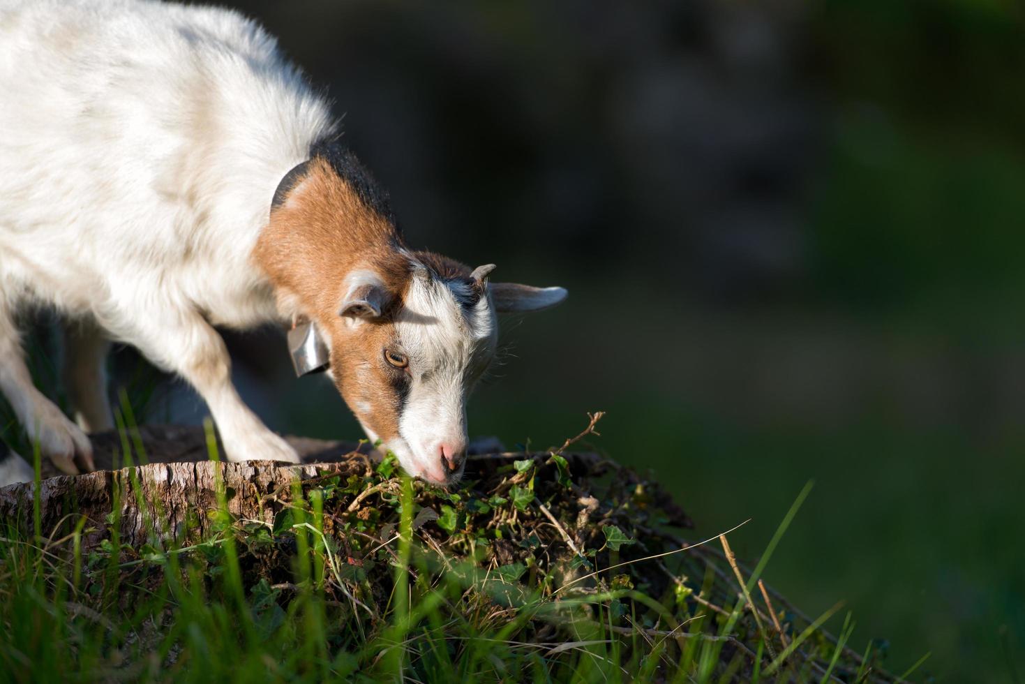 Small goat grazing photo