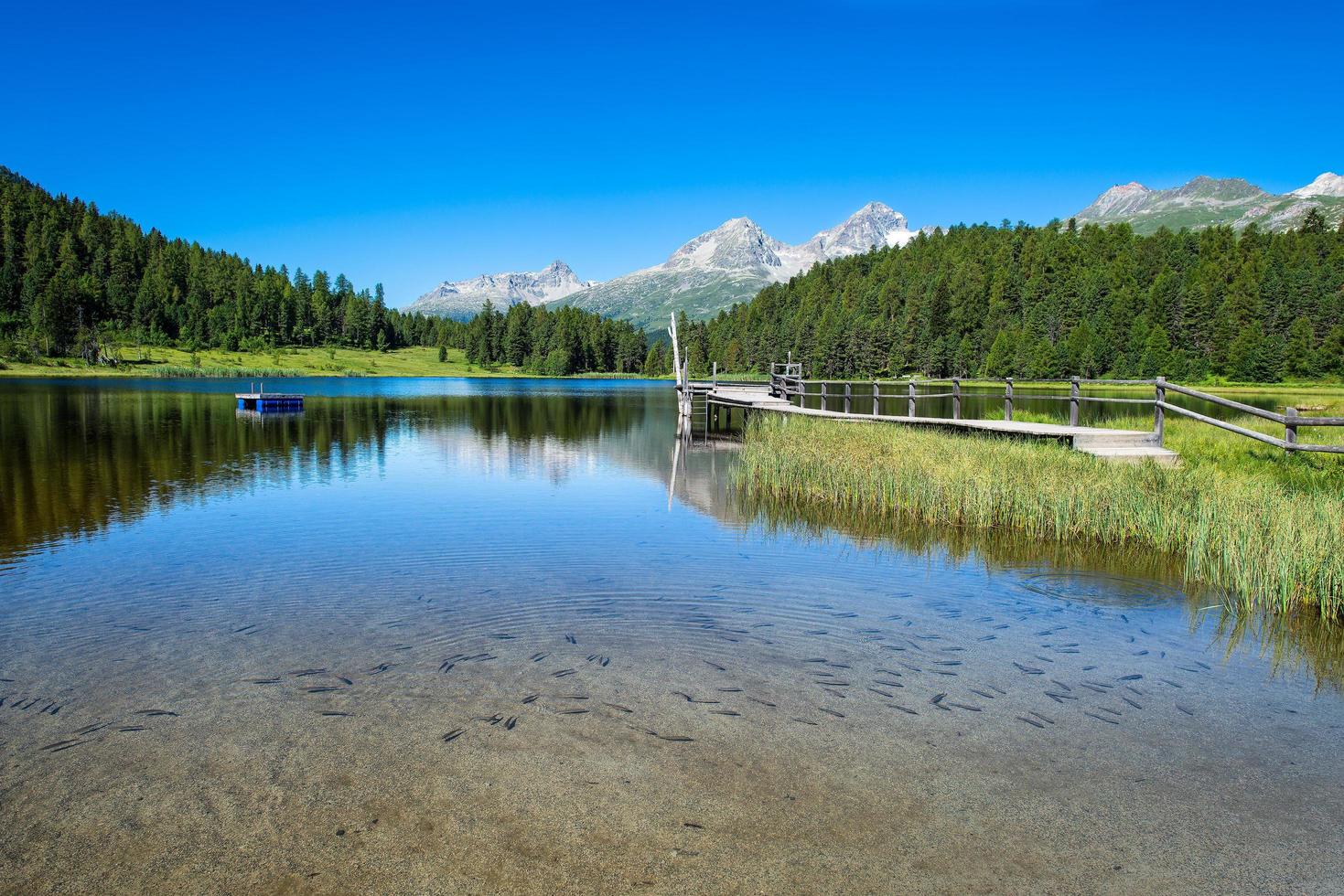 Small fish in mountain lake photo