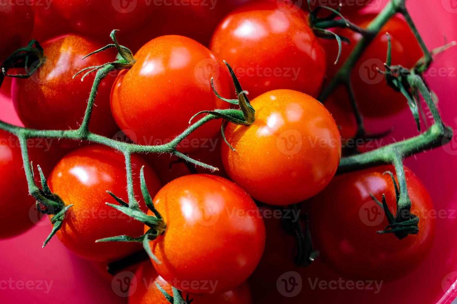 red round Tomatoes Solanum Lycopersicum photo