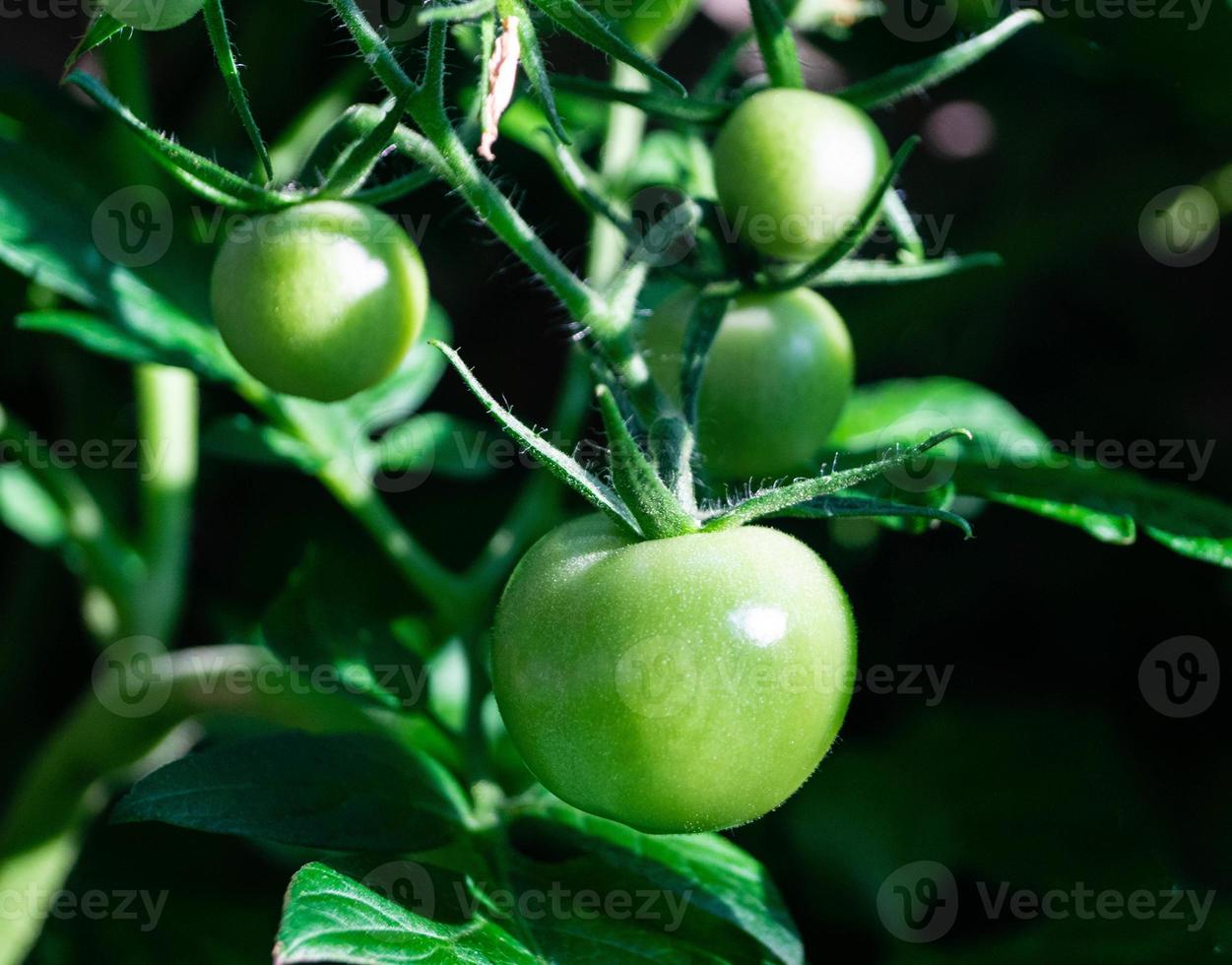 Tomates redondos rojos Solanum lycopersicum foto