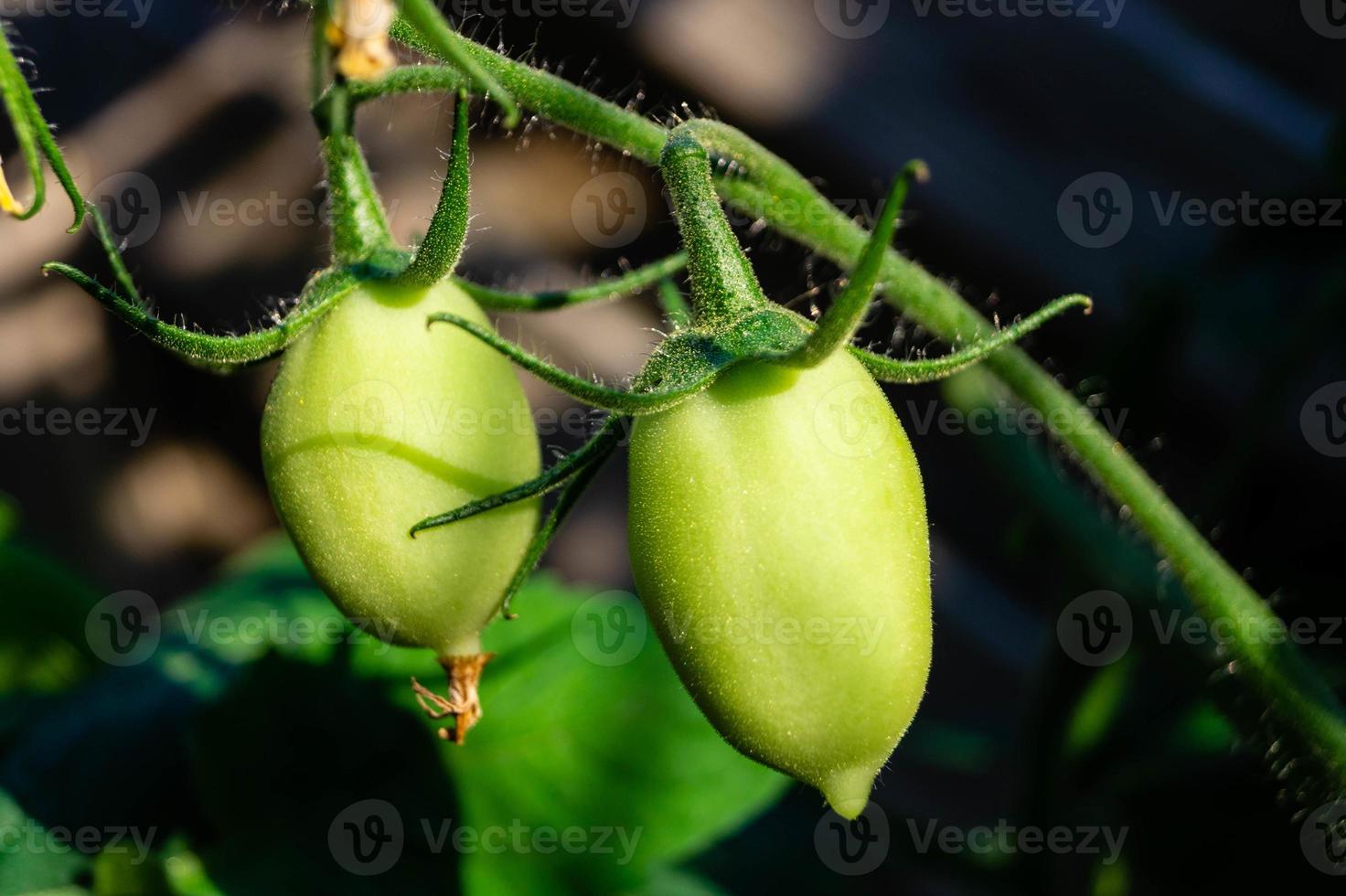 Tomates redondos rojos Solanum lycopersicum foto