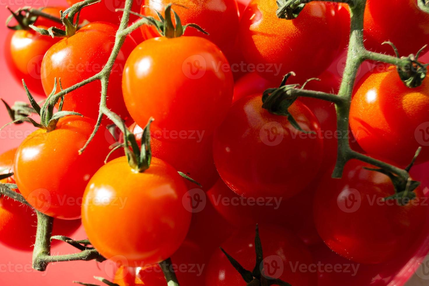 Tomates redondos rojos Solanum lycopersicum foto