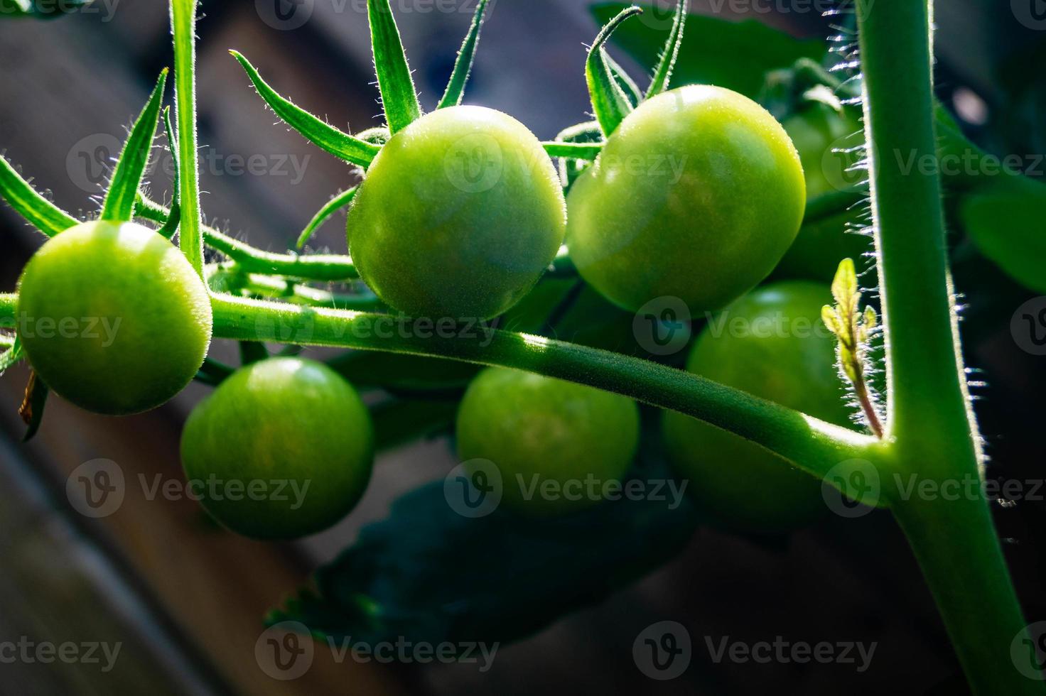 red round Tomatoes Solanum Lycopersicum photo
