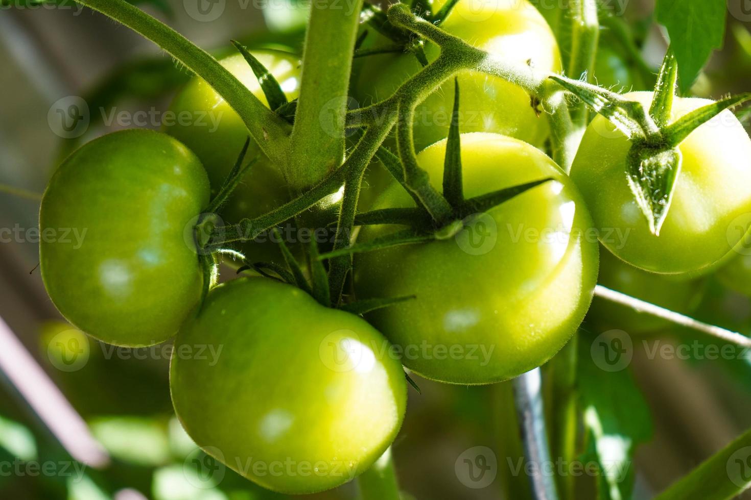 Tomates redondos rojos Solanum lycopersicum para sopa foto