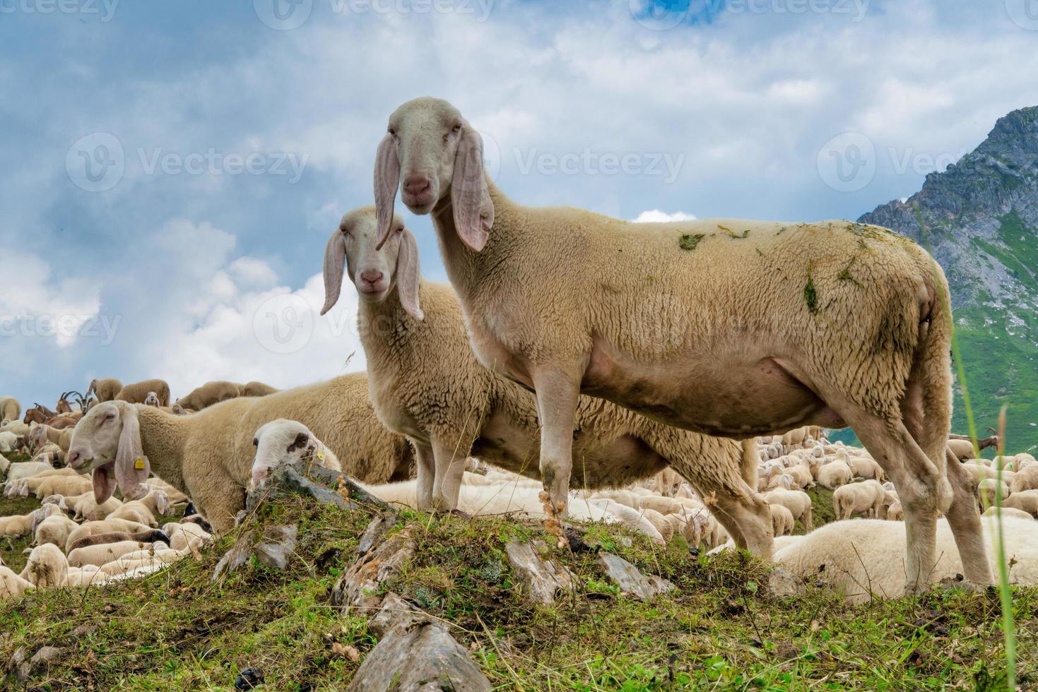 Ovejas recién esquiladas pastando en las montañas foto