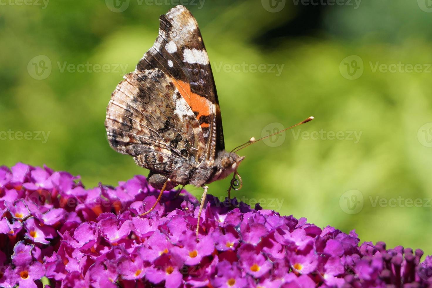 vanessa atalanta mariposa foto