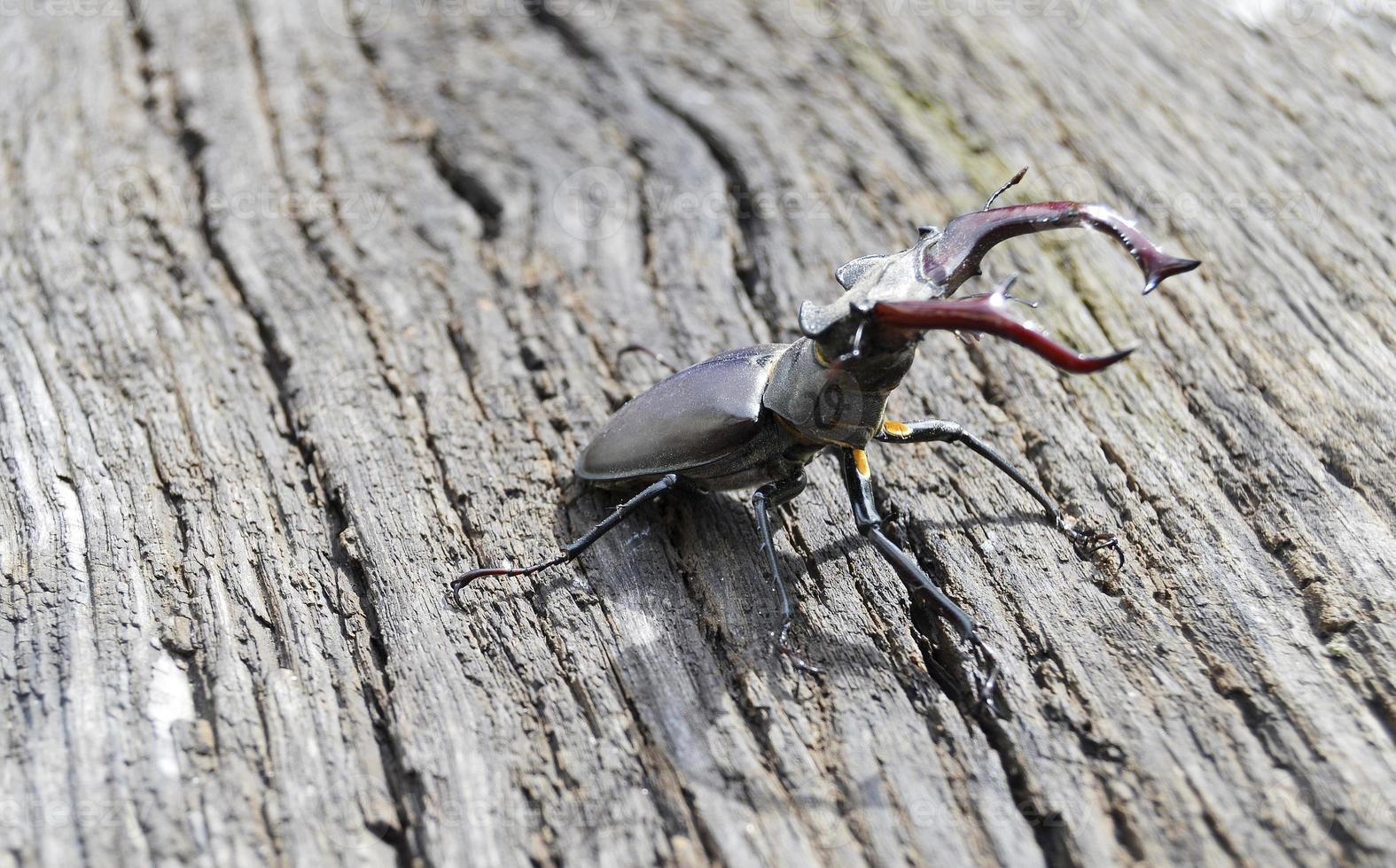 Escarabajo ciervo macho con mandíbulas largas y afiladas en el bosque salvaje sentado foto
