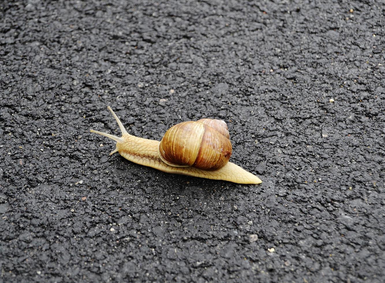 Big garden snail in shell crawling on wet road hurry home photo