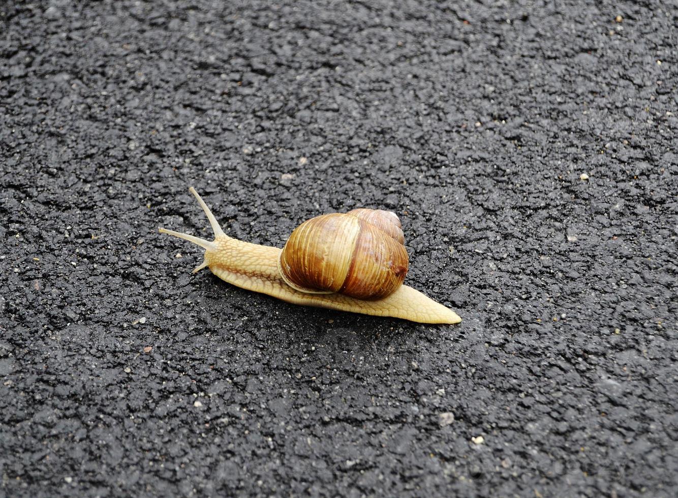 Caracol de jardín grande con concha arrastrándose por la carretera mojada date prisa en casa foto