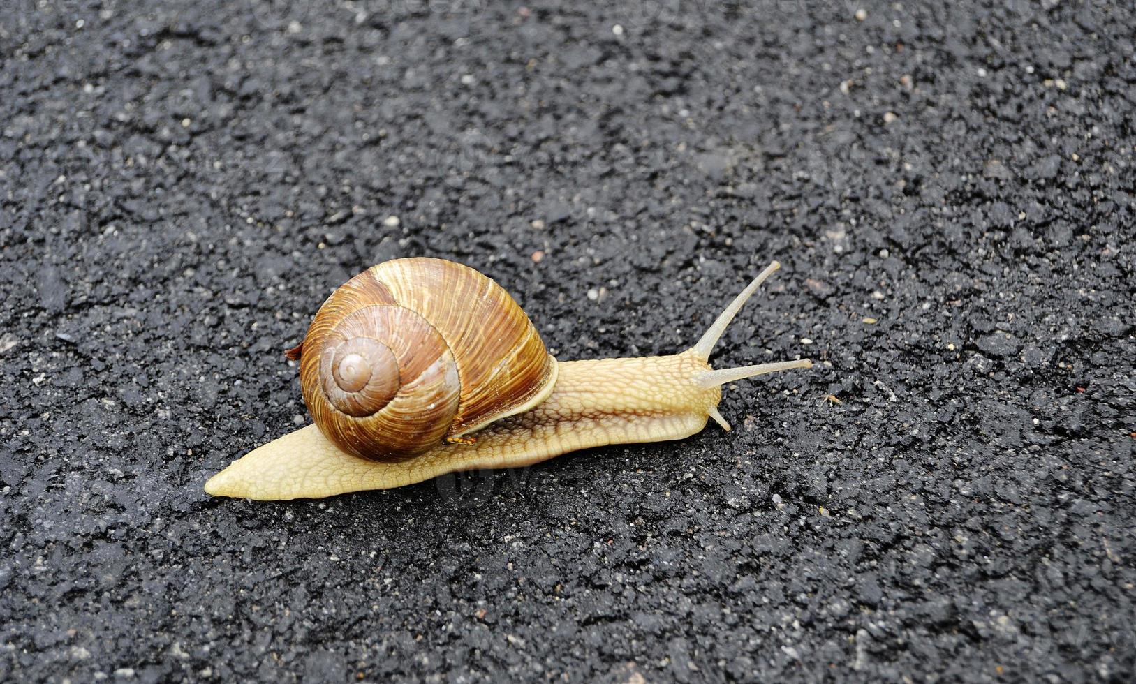 Caracol de jardín grande con concha arrastrándose por la carretera mojada date prisa en casa foto