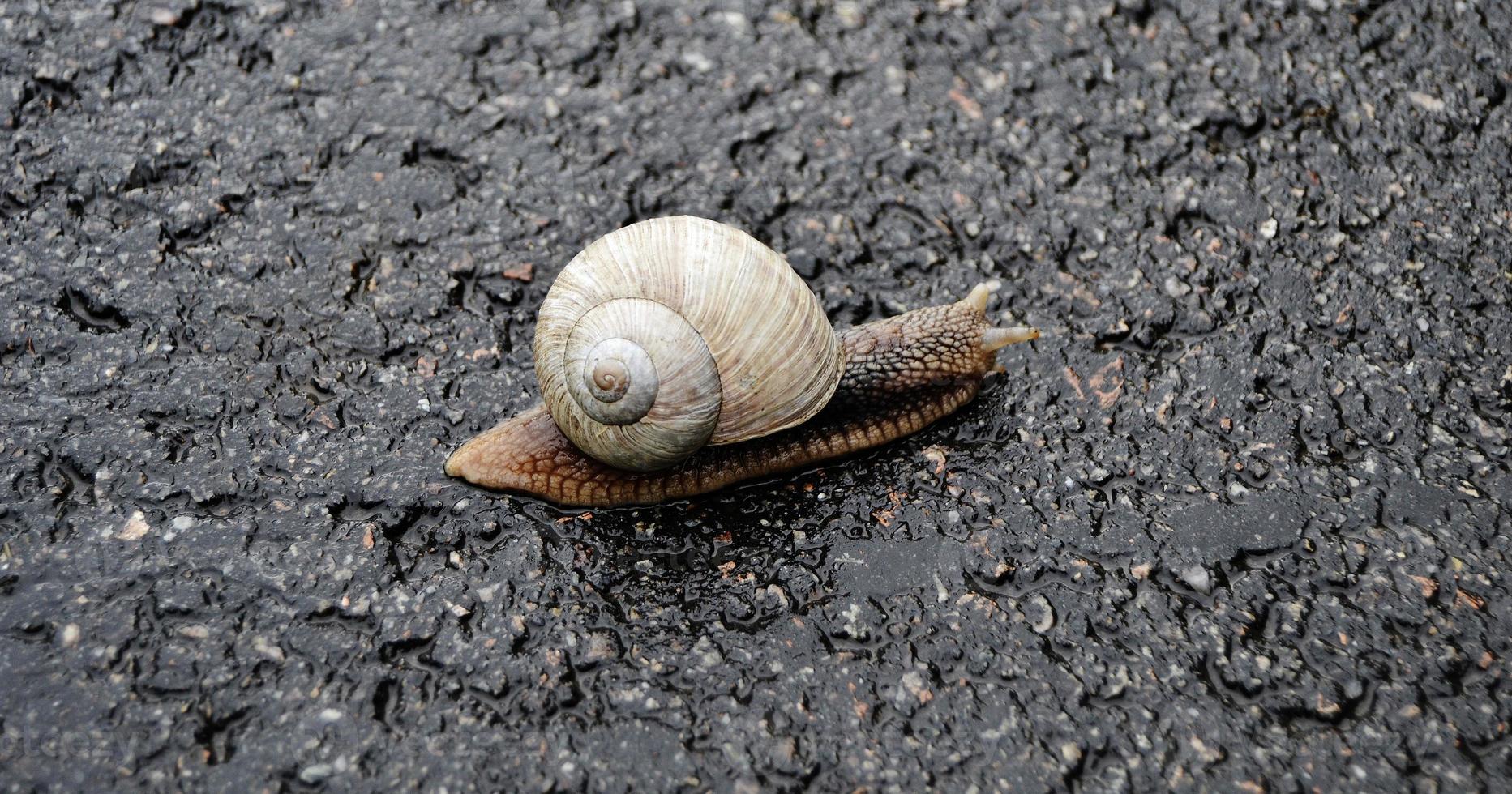 Caracol de jardín grande con concha arrastrándose por la carretera mojada date prisa en casa foto