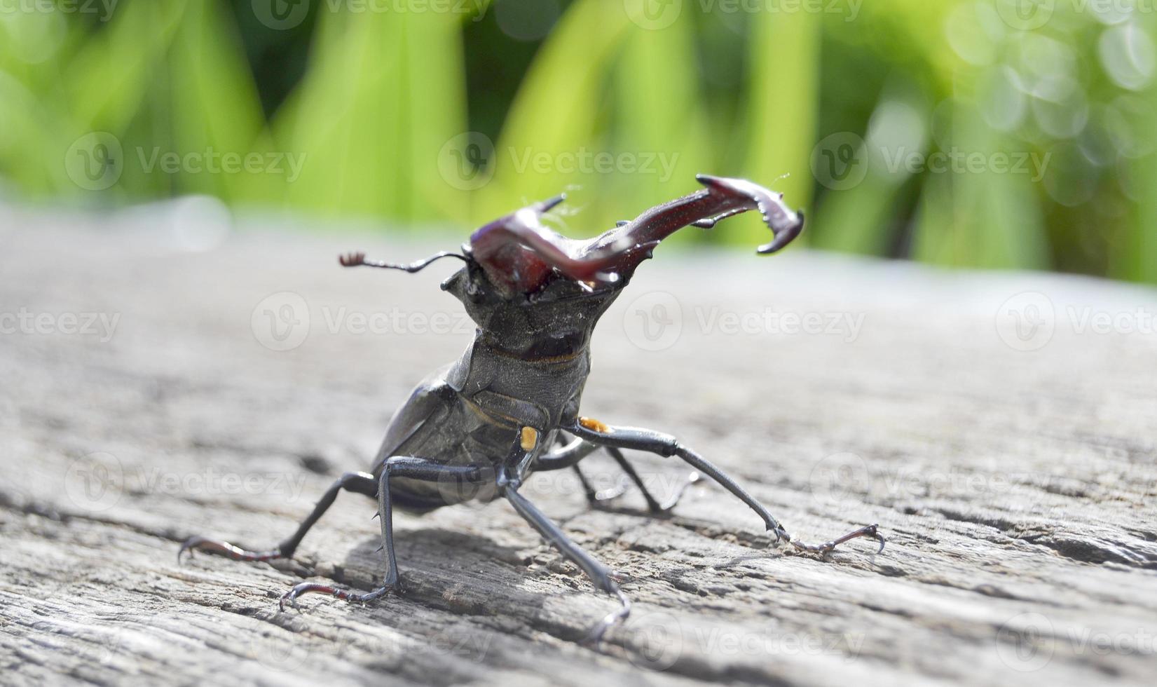 Male stag beetle with long and sharp jaws in wild forest sitting photo