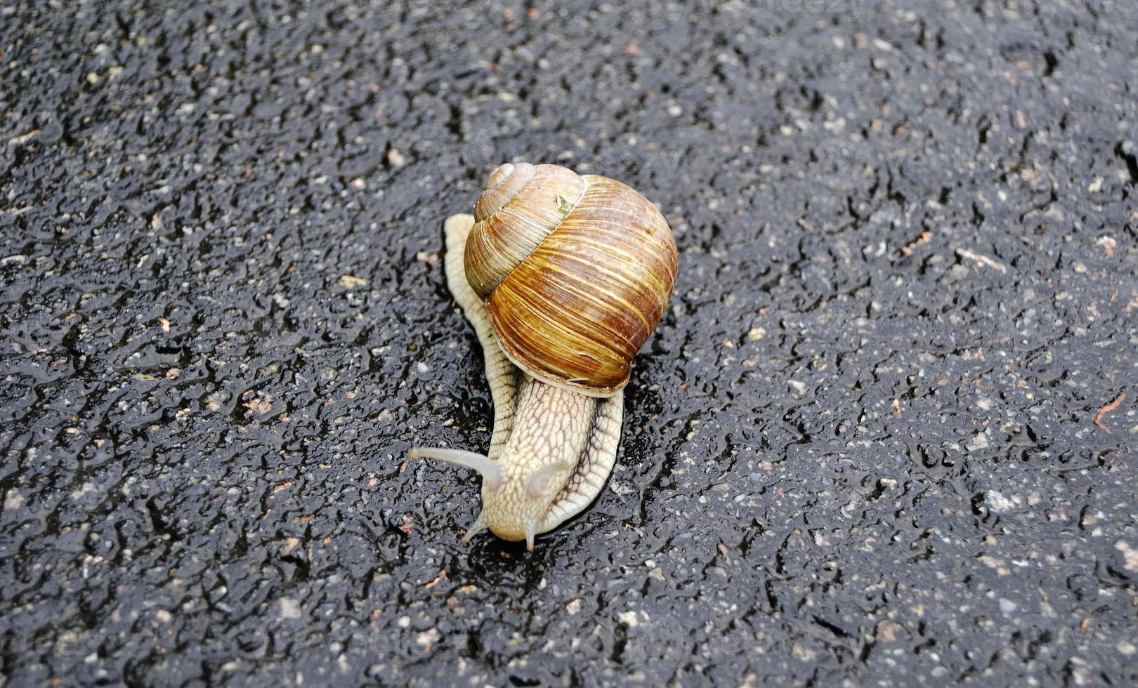 Caracol de jardín grande con concha arrastrándose por la carretera mojada date prisa en casa foto