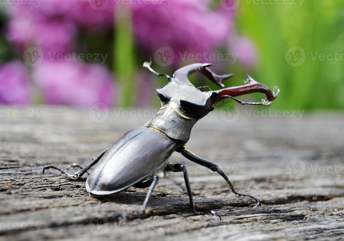 Male stag beetle with long and sharp jaws in wild forest sitting photo