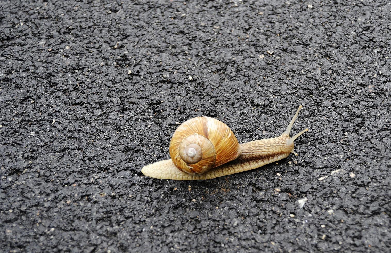 Caracol de jardín grande con concha arrastrándose por la carretera mojada date prisa en casa foto