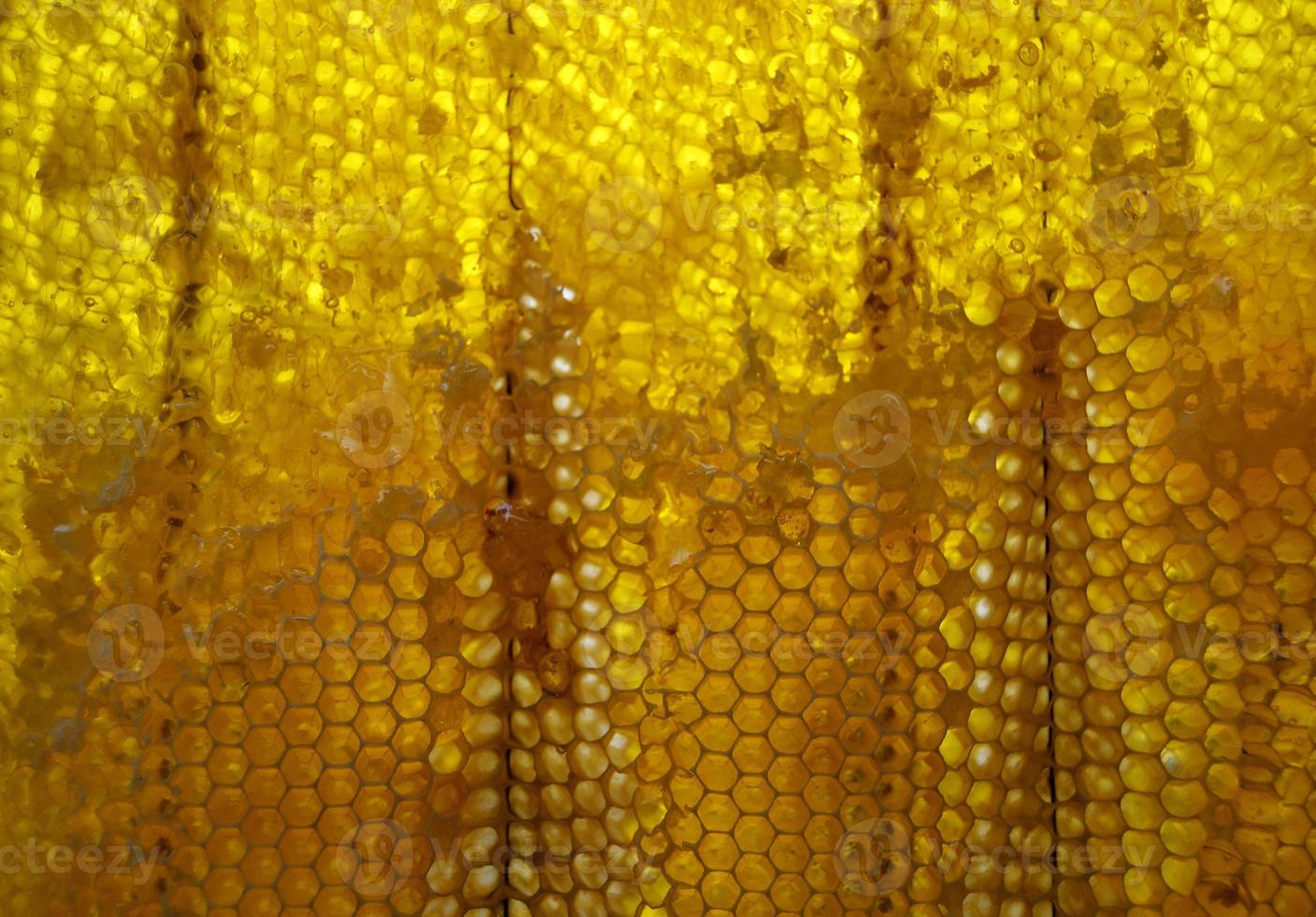 Drop of bee honey drip from hexagonal honeycombs photo