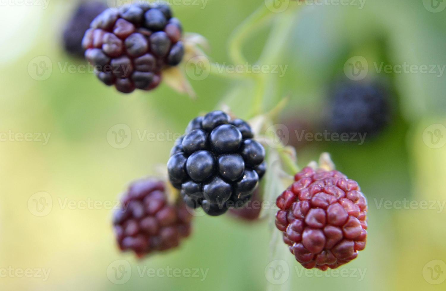 whole ripe berry black, red blackberry in nature closeup photo