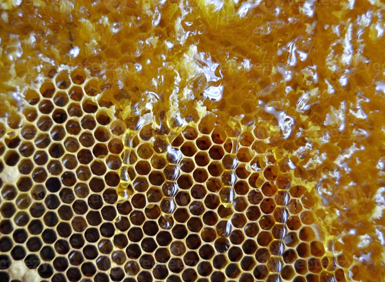 gota de miel de abeja goteo de panales hexagonales foto