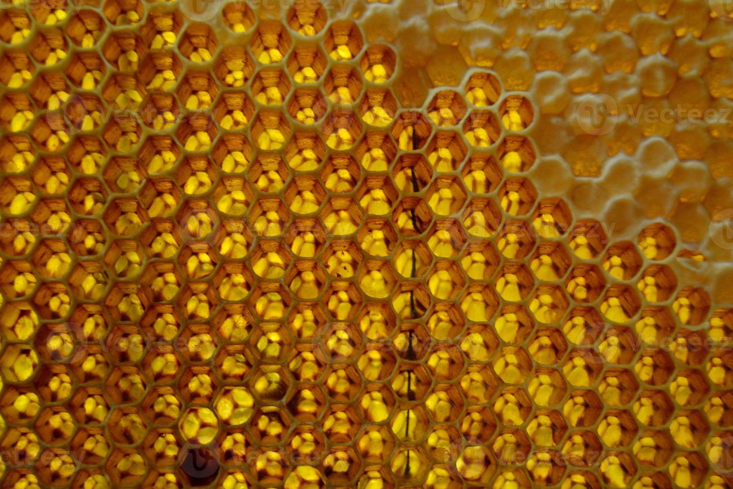 Drop of bee honey drip from hexagonal honeycombs photo