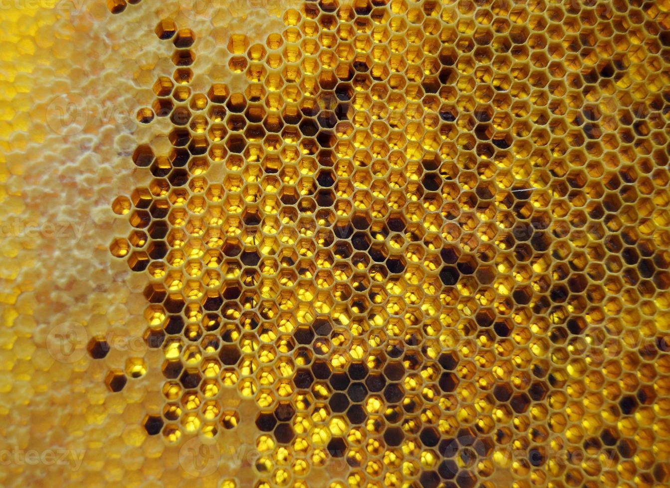 Drop of bee honey drip from hexagonal honeycombs photo