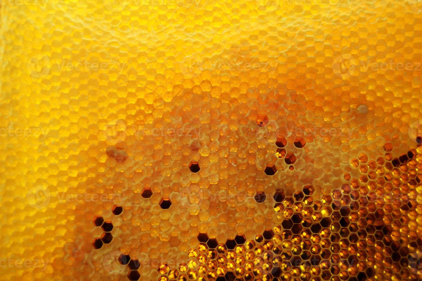 Drop of bee honey drip from hexagonal honeycombs photo