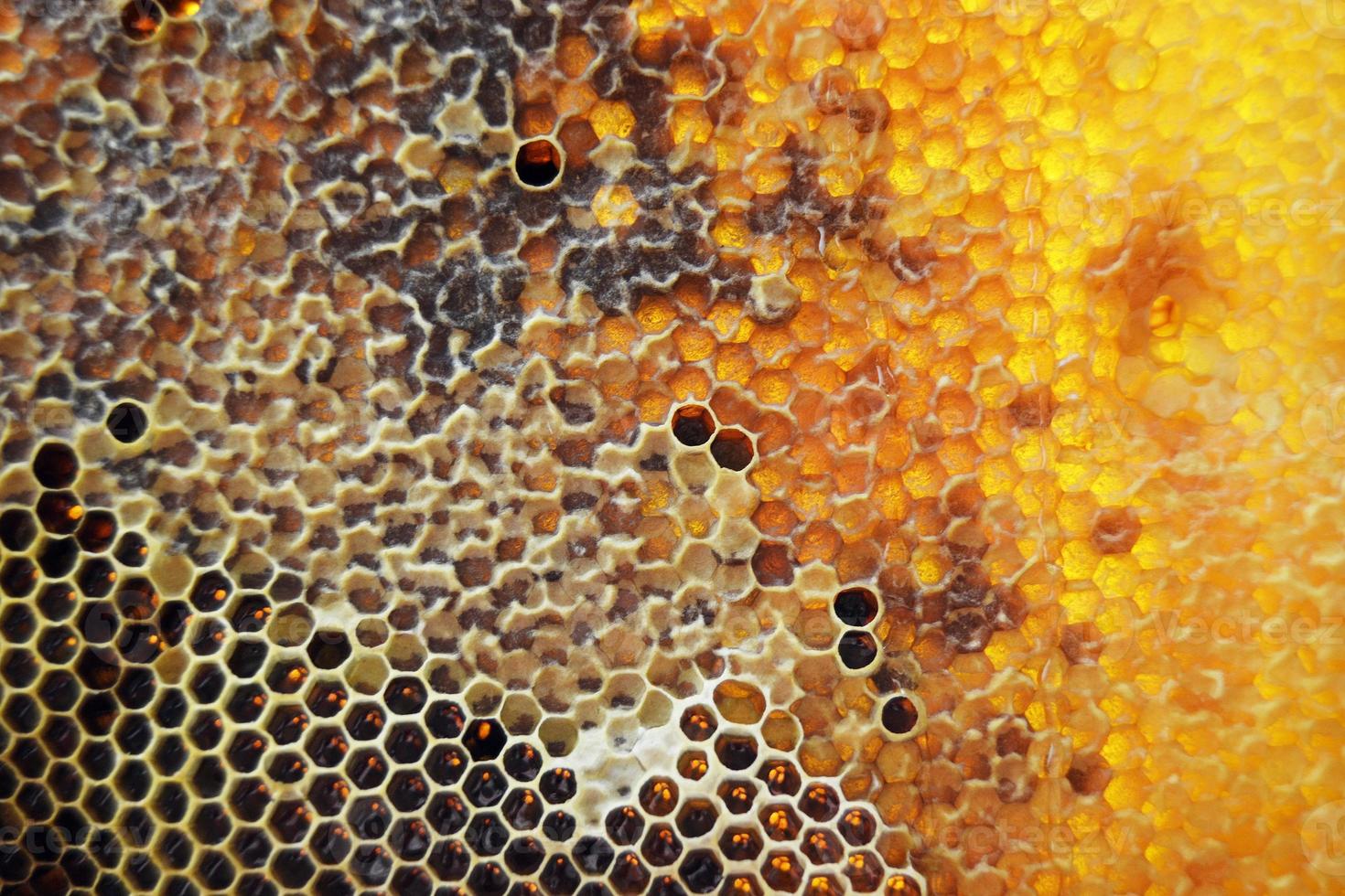 Drop of bee honey drip from hexagonal honeycombs photo