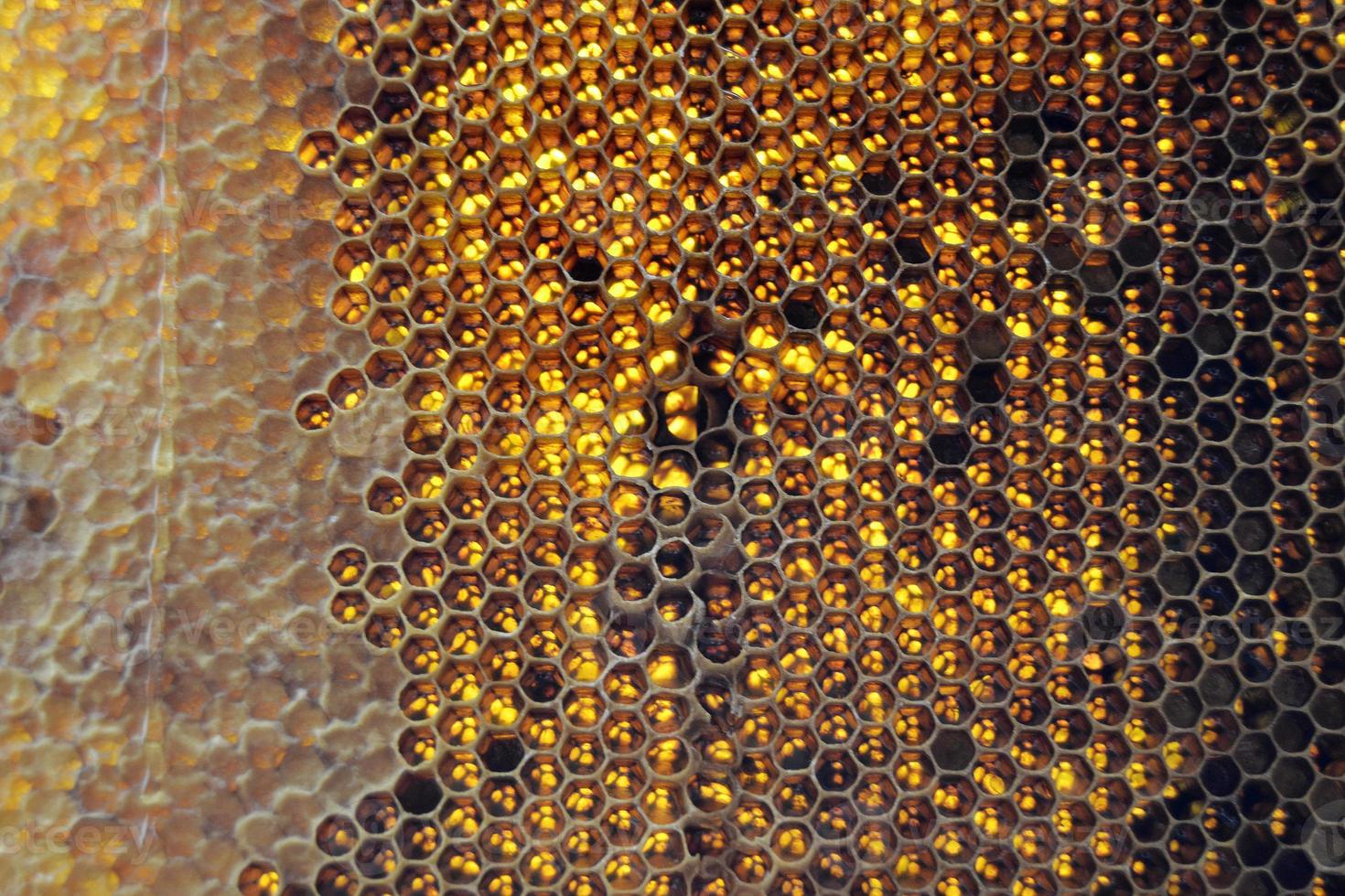 Drop of bee honey drip from hexagonal honeycombs photo