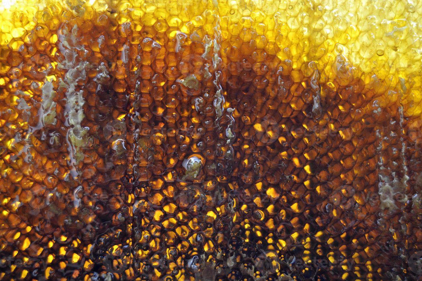 Drop of bee honey drip from hexagonal honeycombs photo