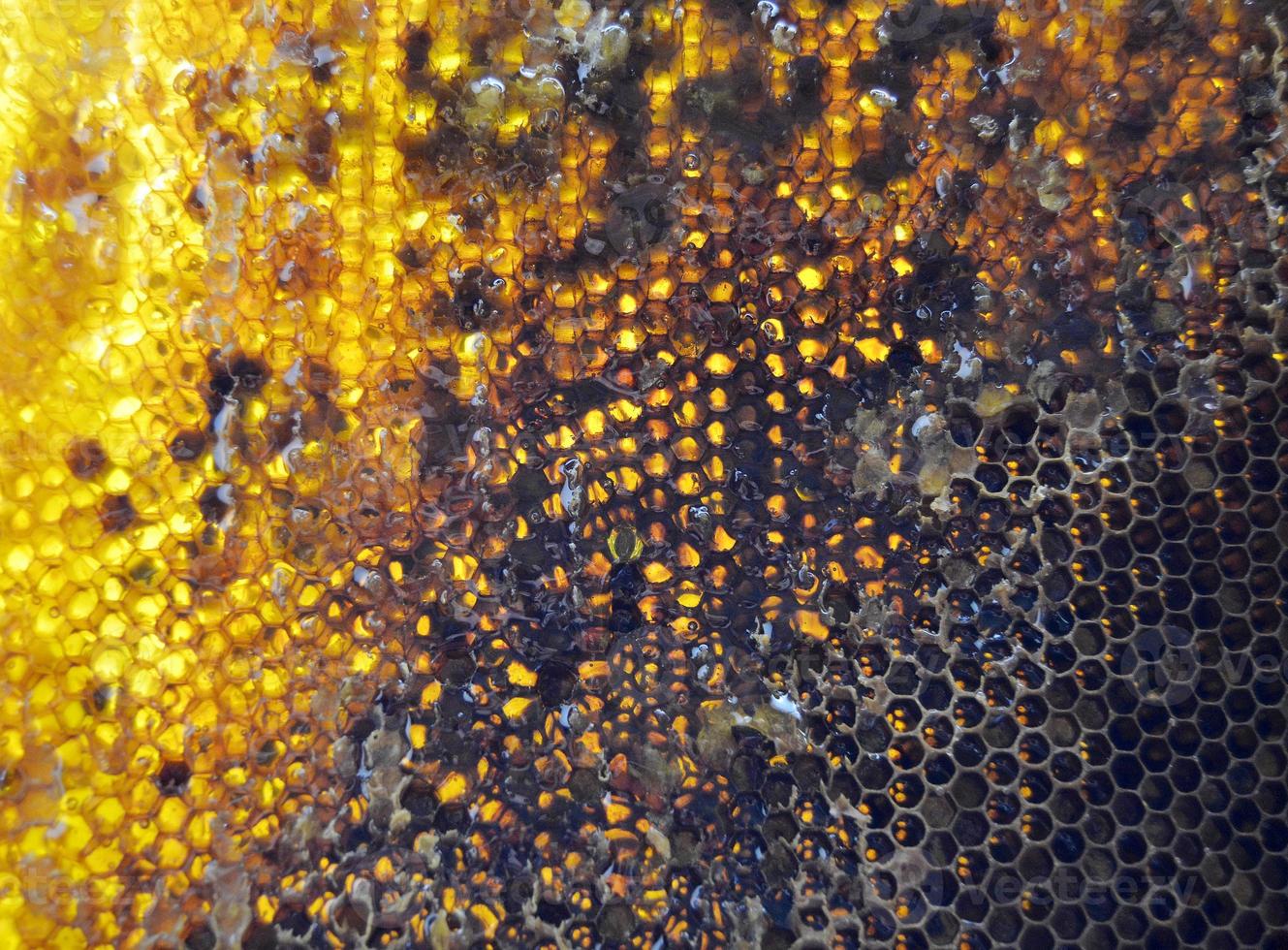 Drop of bee honey drip from hexagonal honeycombs photo