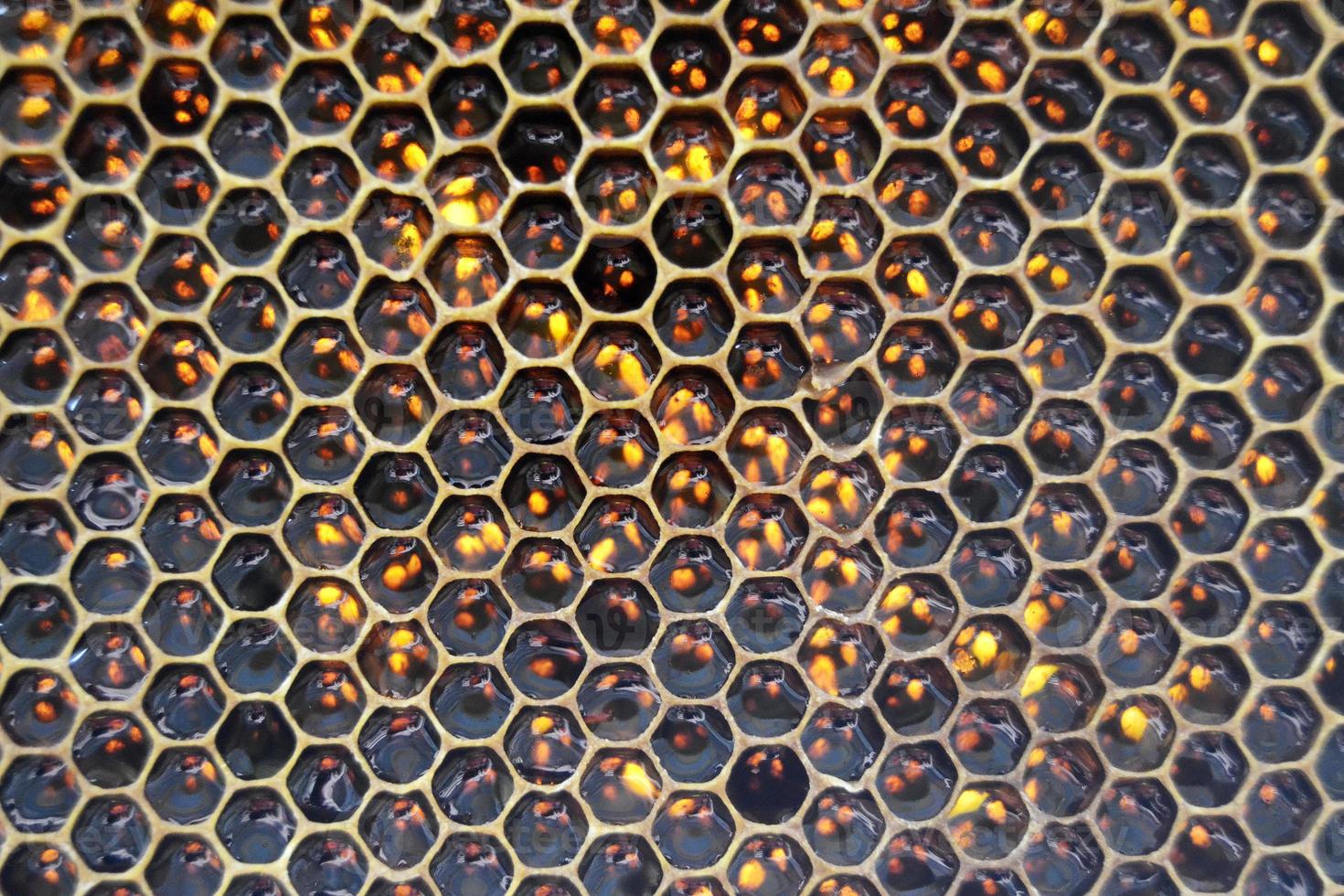 Drop of bee honey drip from hexagonal honeycombs photo
