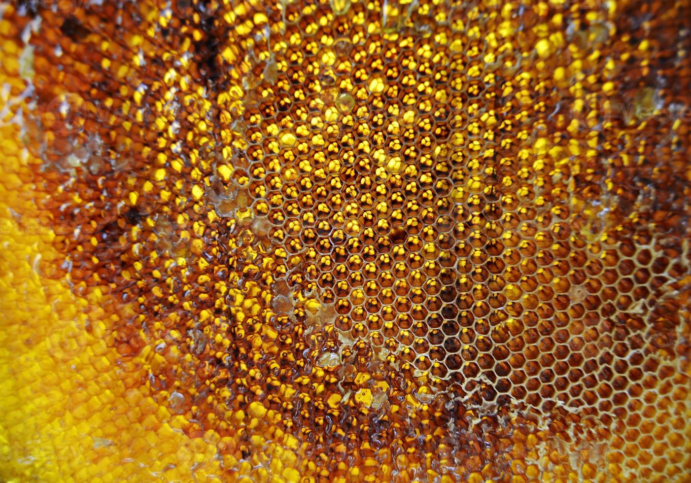 Drop of bee honey drip from hexagonal honeycombs photo