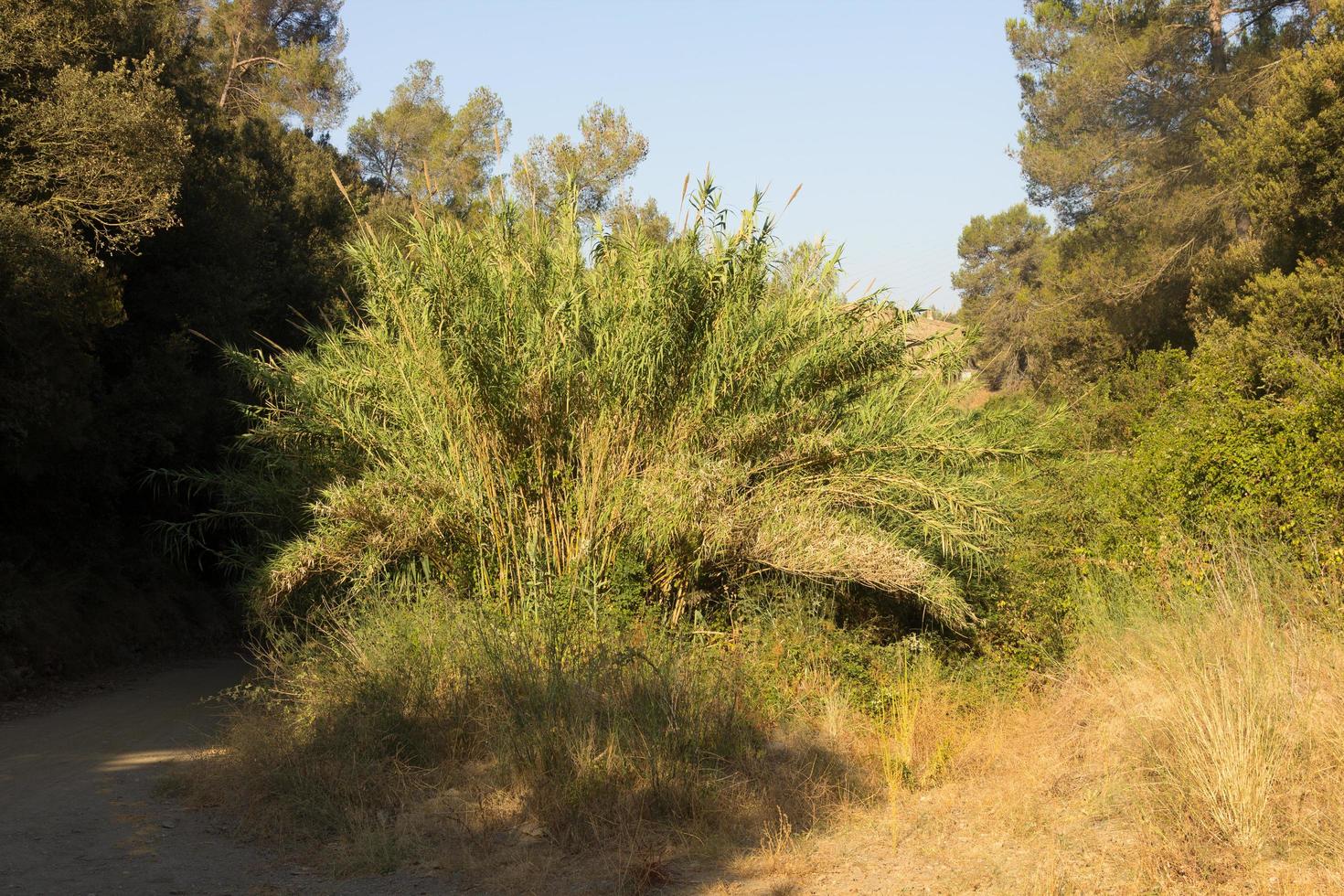 Vegetación mediterránea en la sierra de collcerola, barcelona, foto