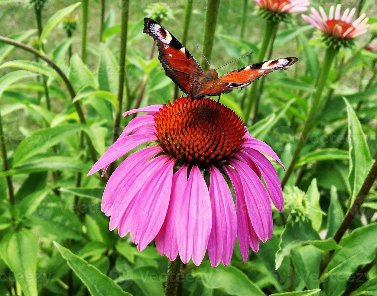 Big black butterfly Monarch walks on plant with flowers photo