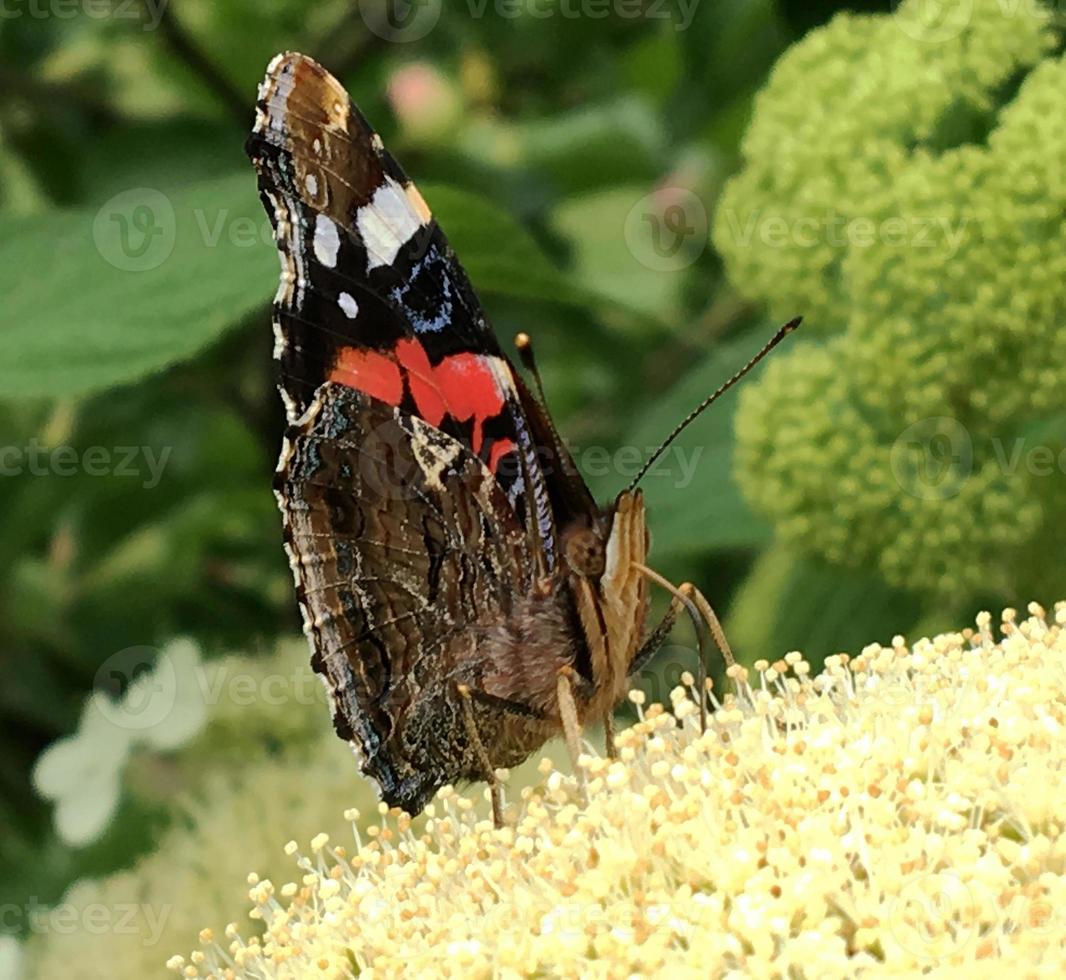 Gran mariposa monarca negra camina sobre una planta con flores. foto