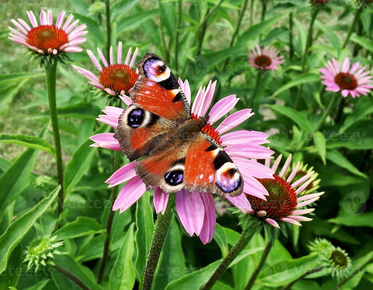 Big black butterfly Monarch walks on plant with flowers photo