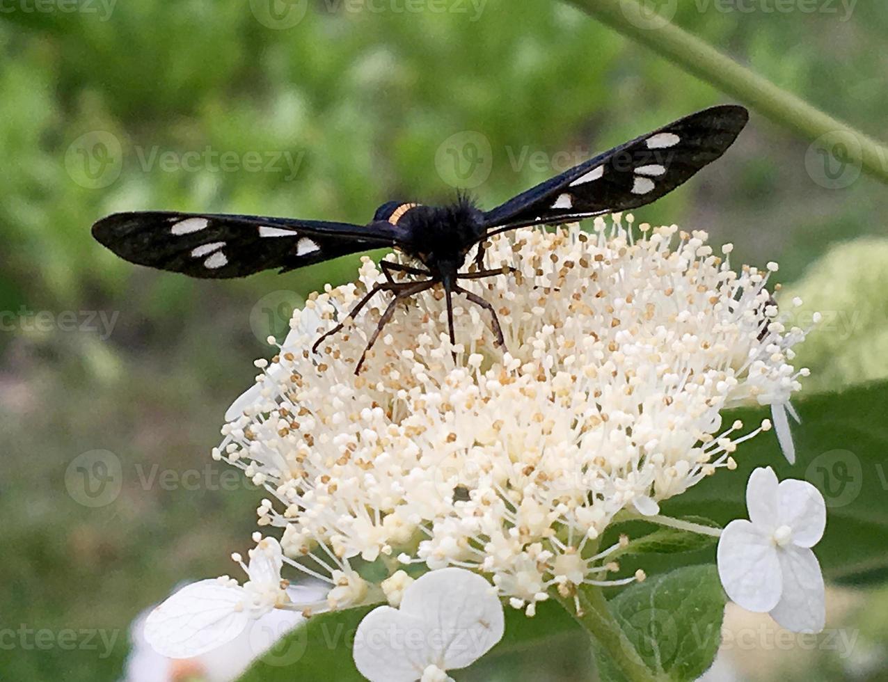 Gran mariposa monarca negra camina sobre una planta con flores. foto