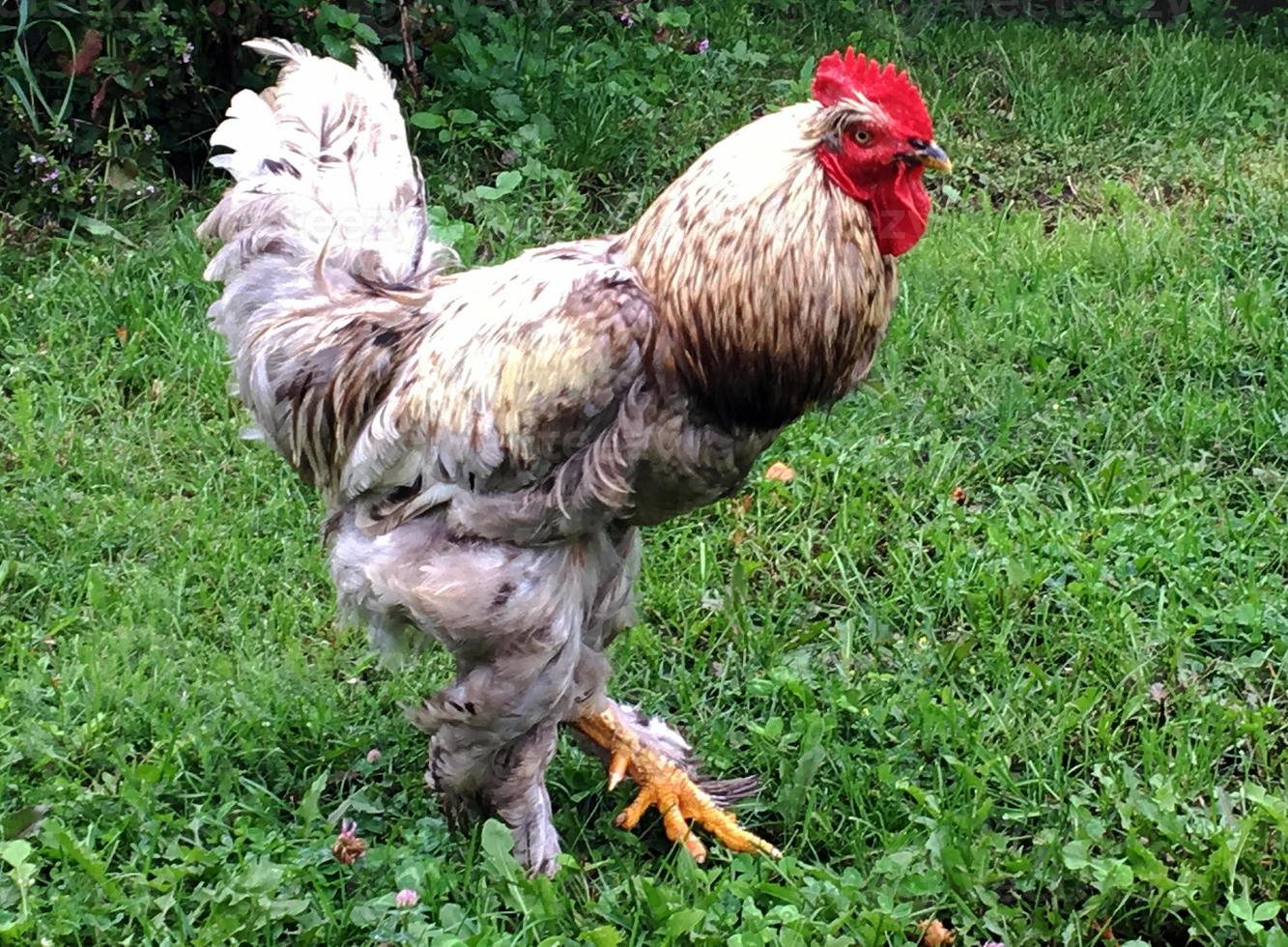 Gallo pájaro en busca de comida en la hierba verde foto