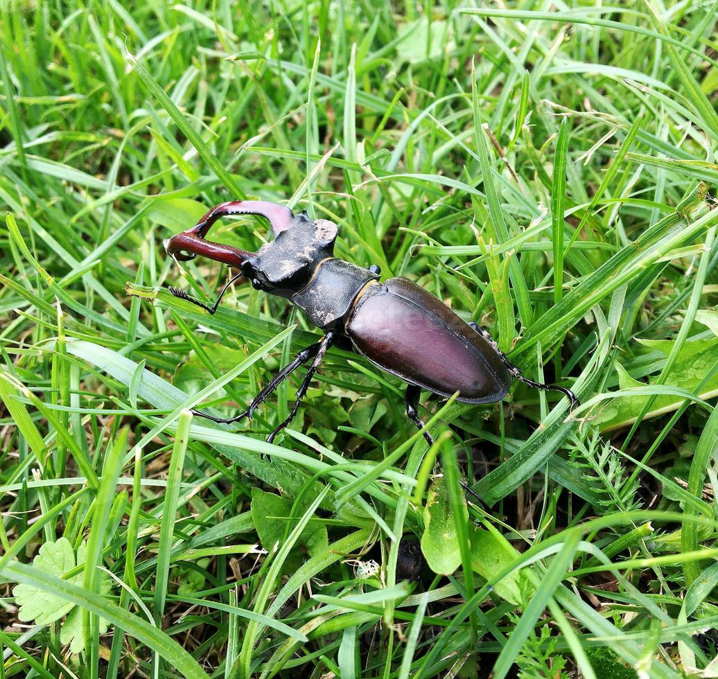 Male stag beetle with long and sharp jaws in wild forest photo