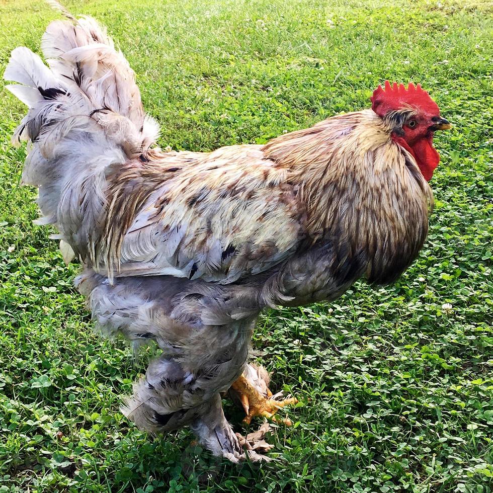 Gallo pájaro en busca de comida en la hierba verde foto