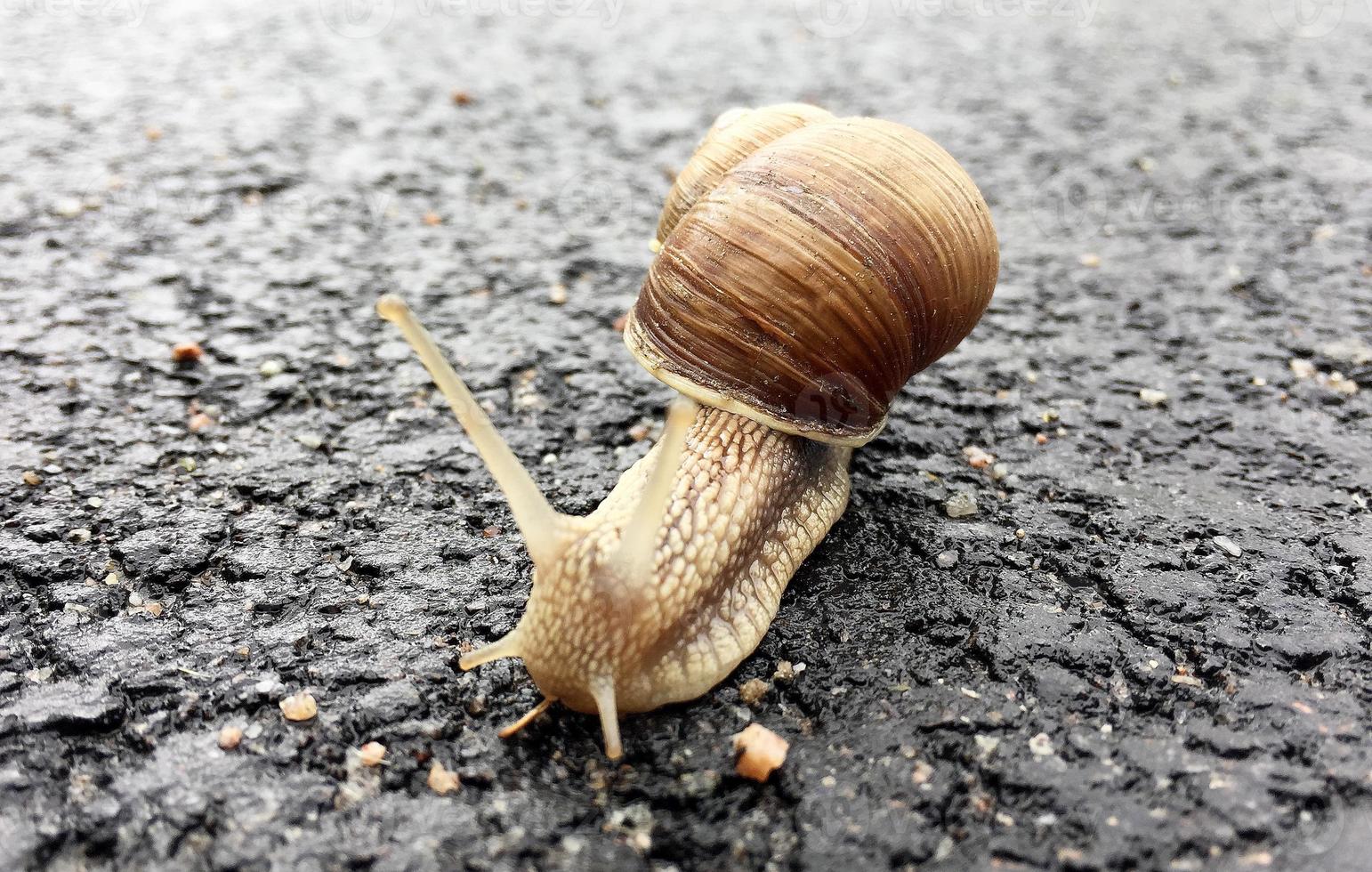 Pequeño caracol de jardín con cáscara arrastrándose por la carretera mojada foto