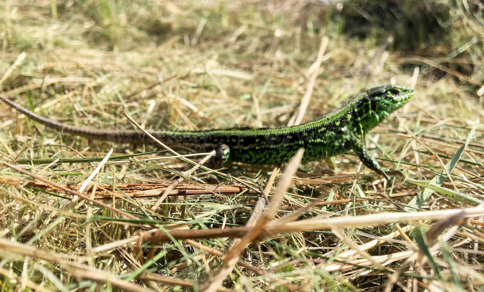 Hermosas escamas verdes al cuerpo de lagarto sentado en la hierba seca foto