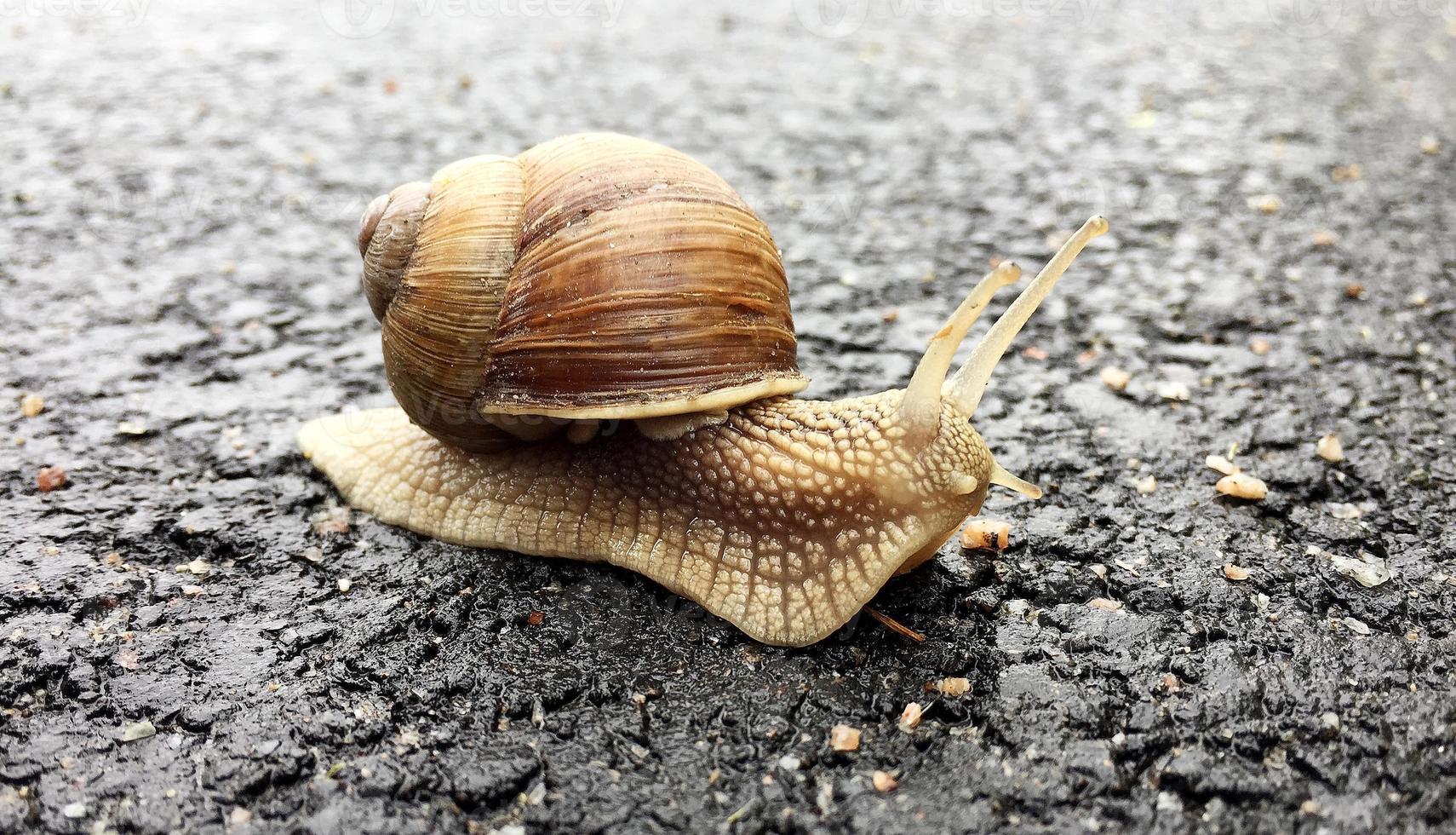 Pequeño caracol de jardín con cáscara arrastrándose por la carretera mojada foto